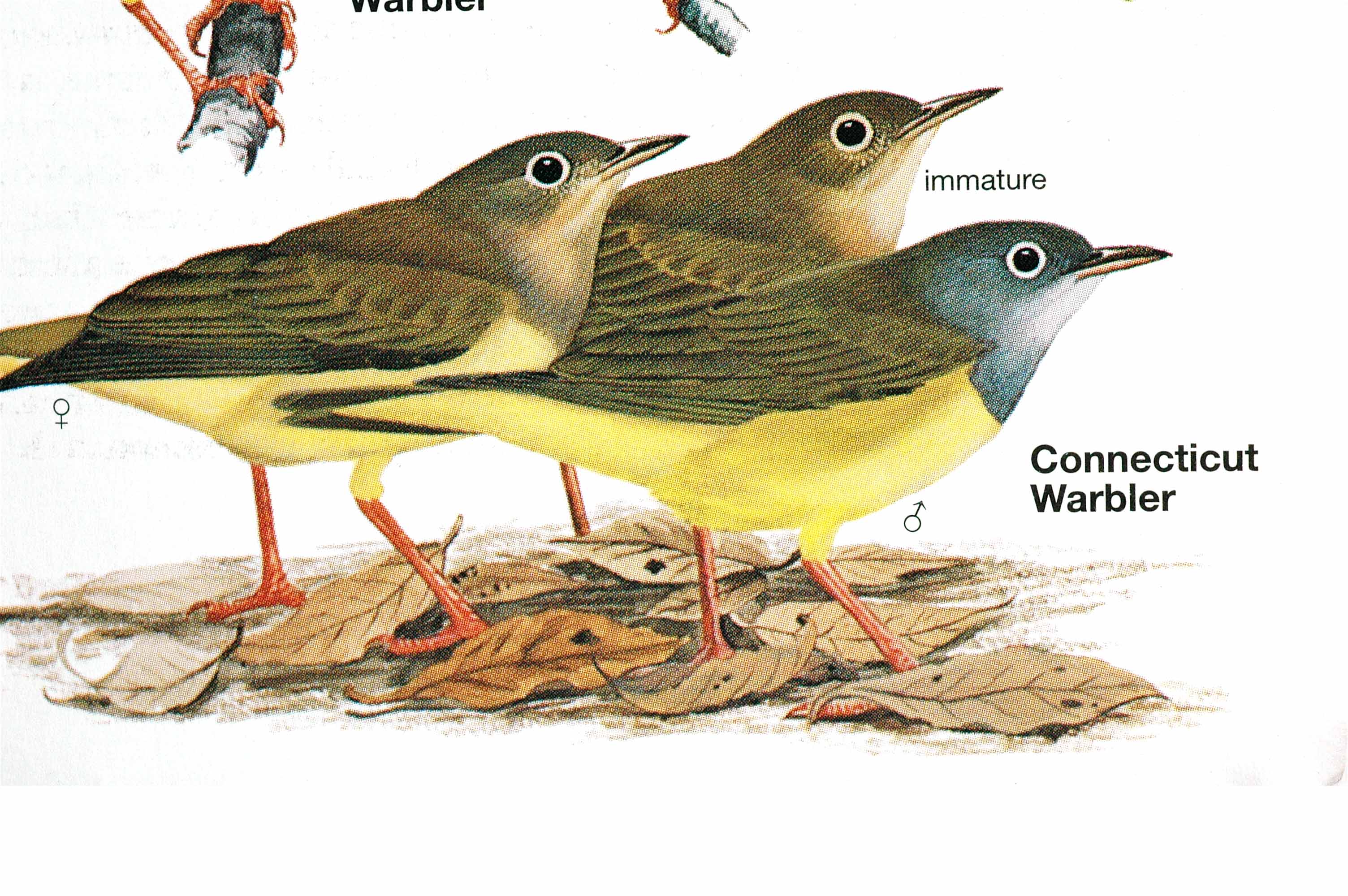 Connecticut Warbler