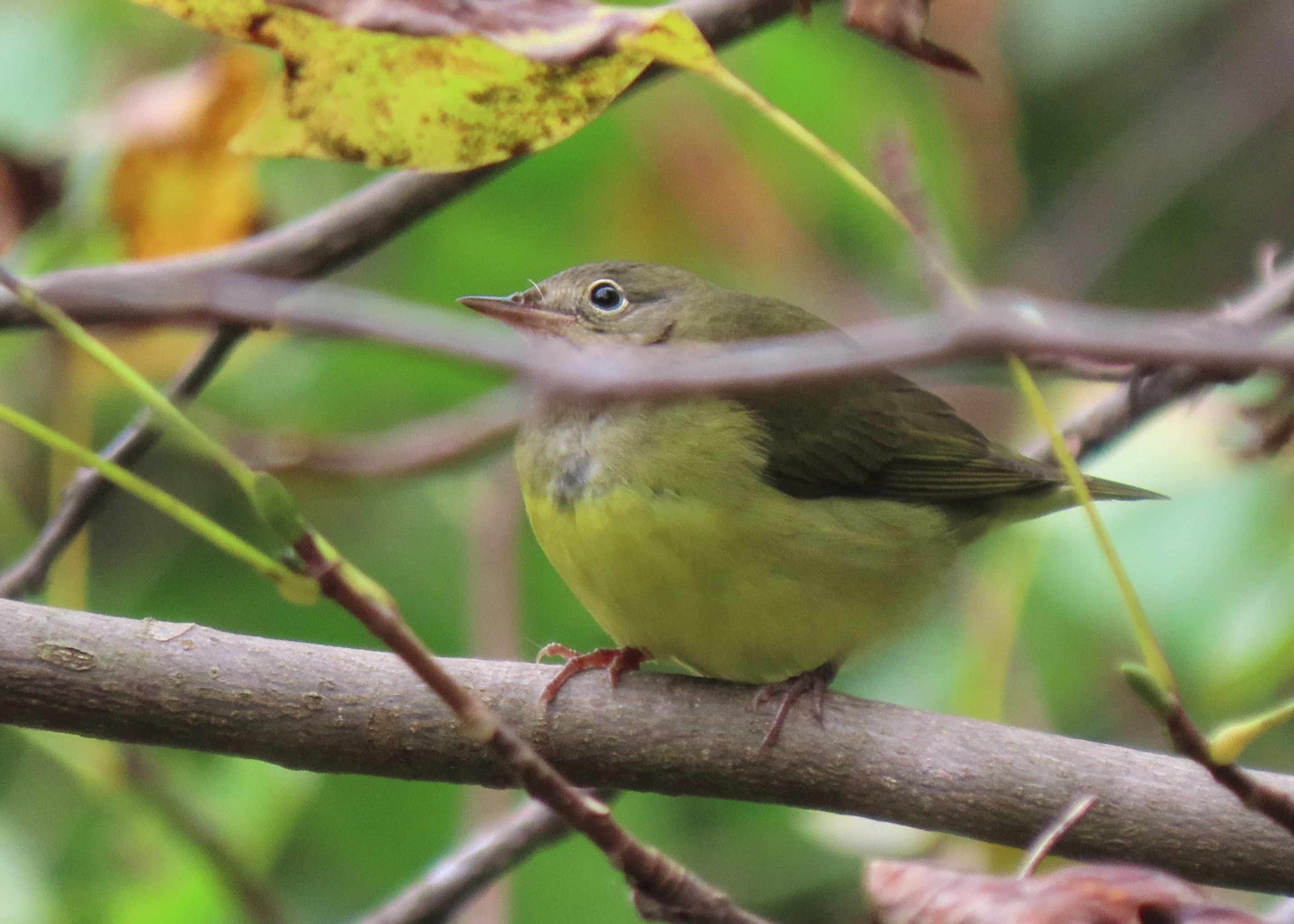 Connecticut Warbler