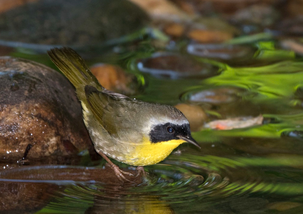 Common Yellowthroat Male