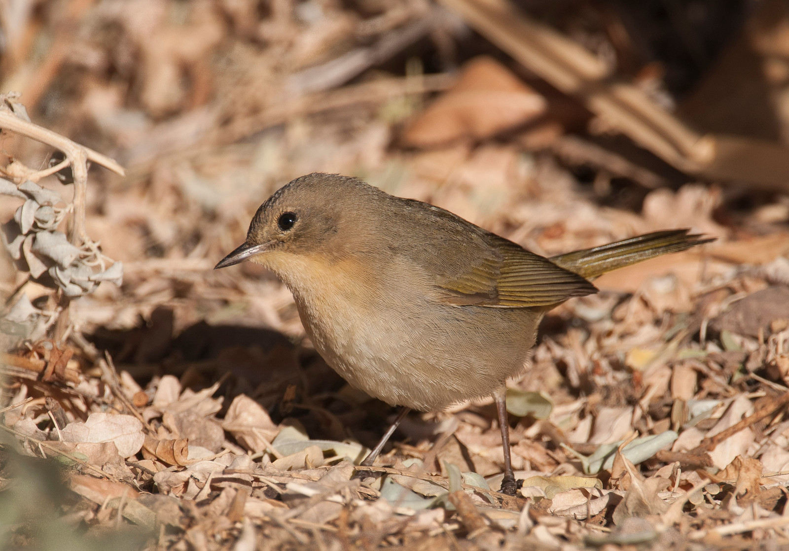 Common Yellowthroat First-year Female