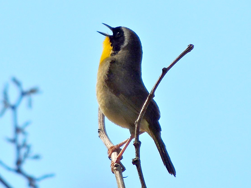 Common Yellowthroat Male