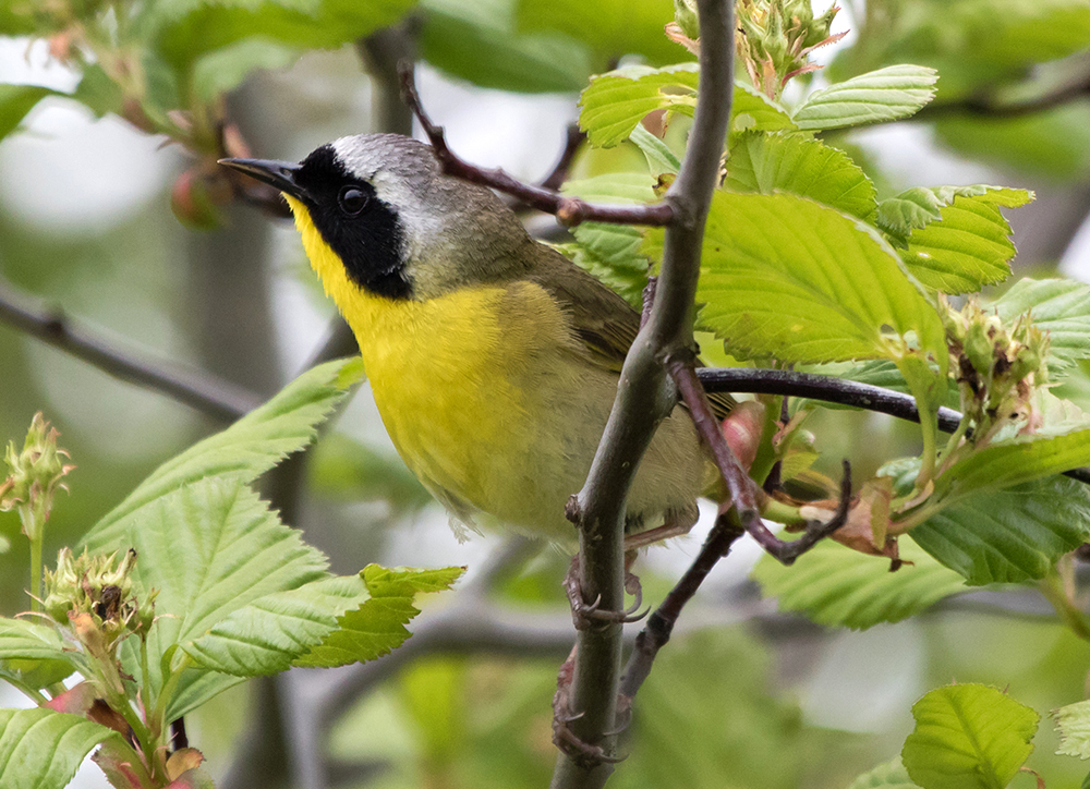 Common Yellowthroat Male