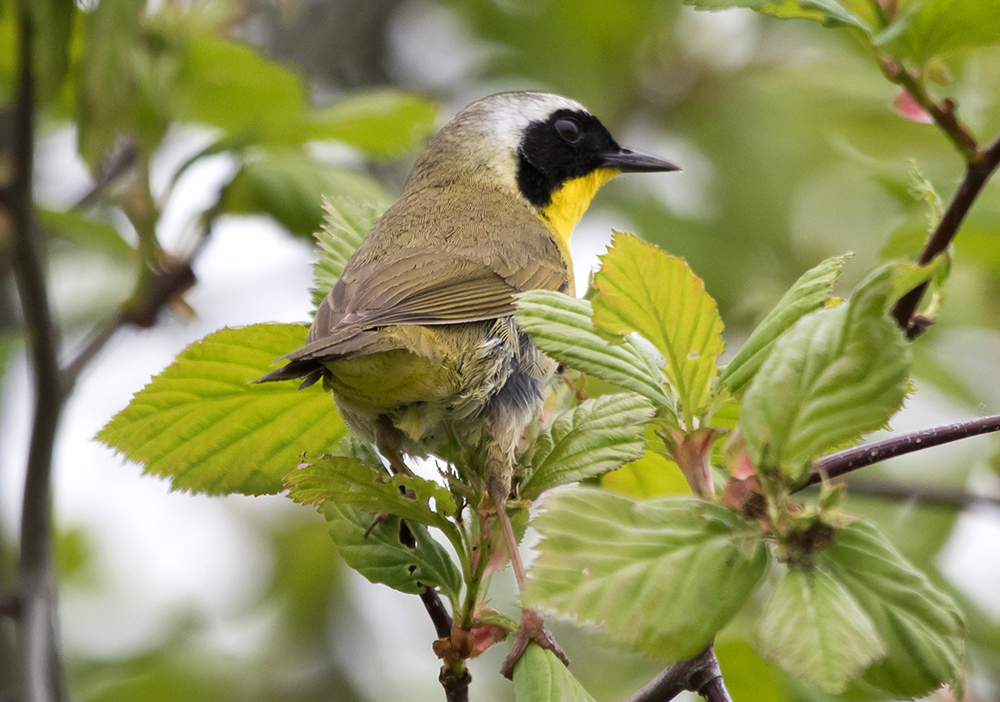 Common Yellowthroat Male