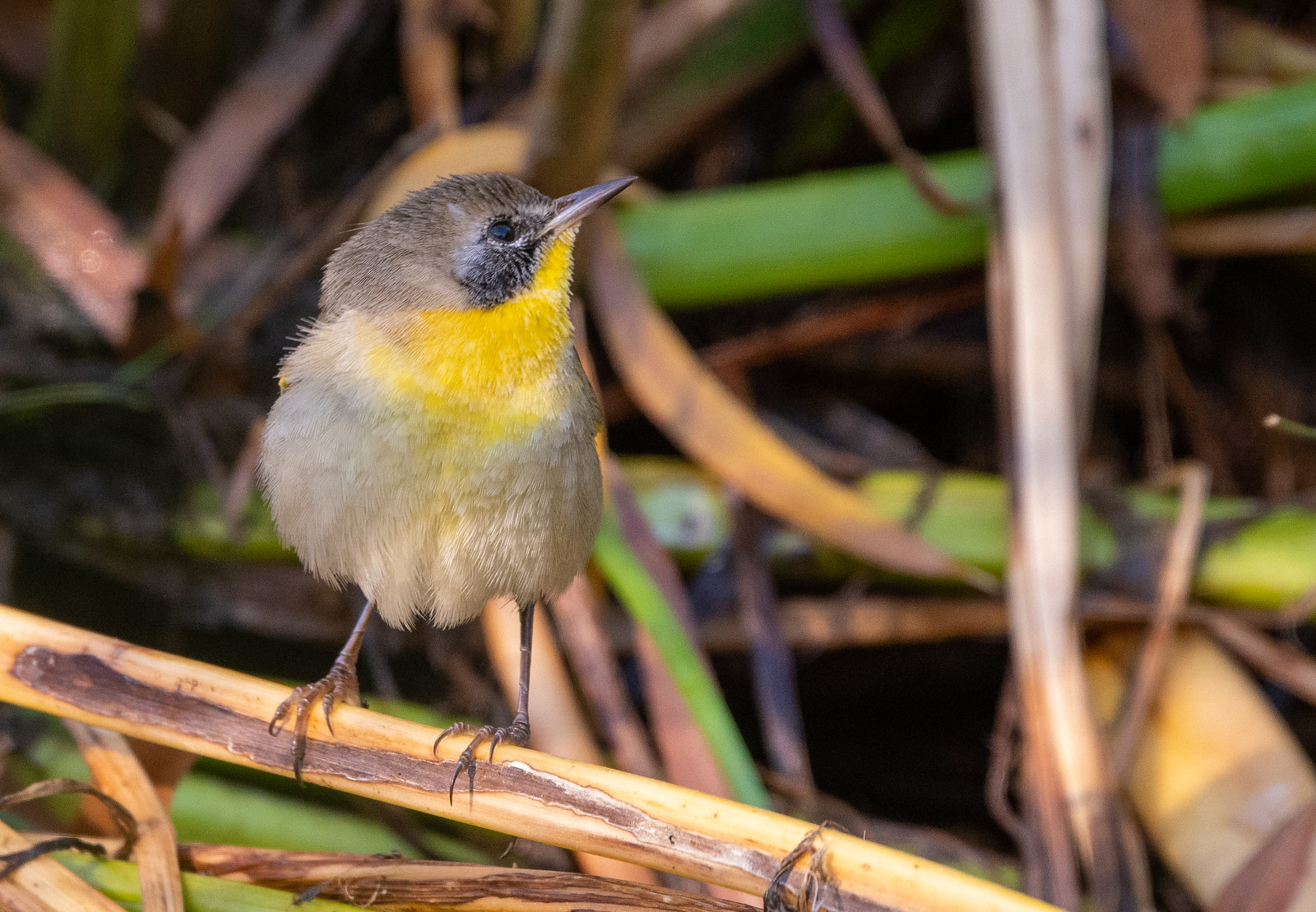 Common Yellowthroat First-year Male