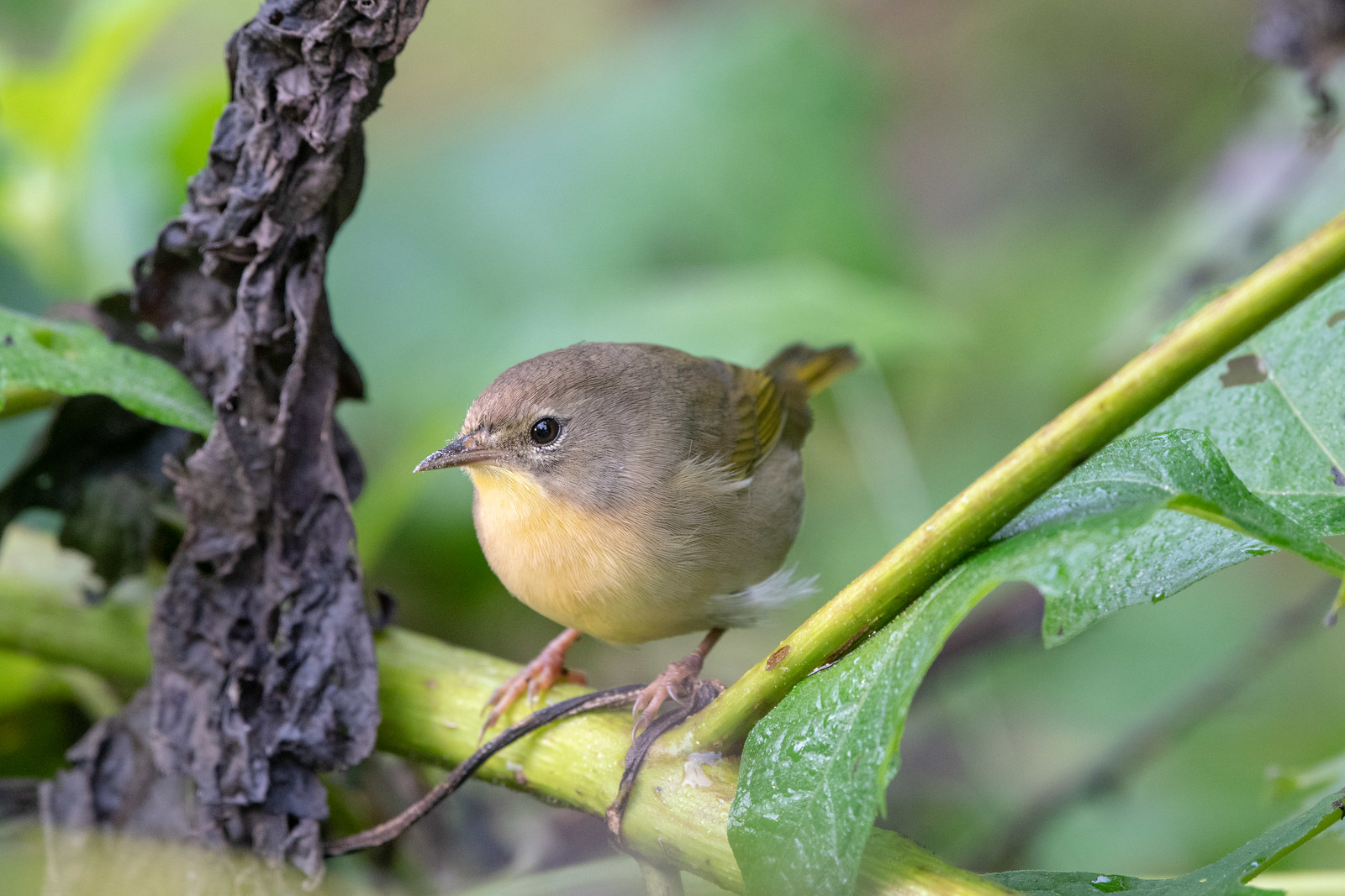 Common Yellowthroat Female