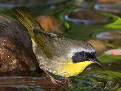 Common Yellowthroat