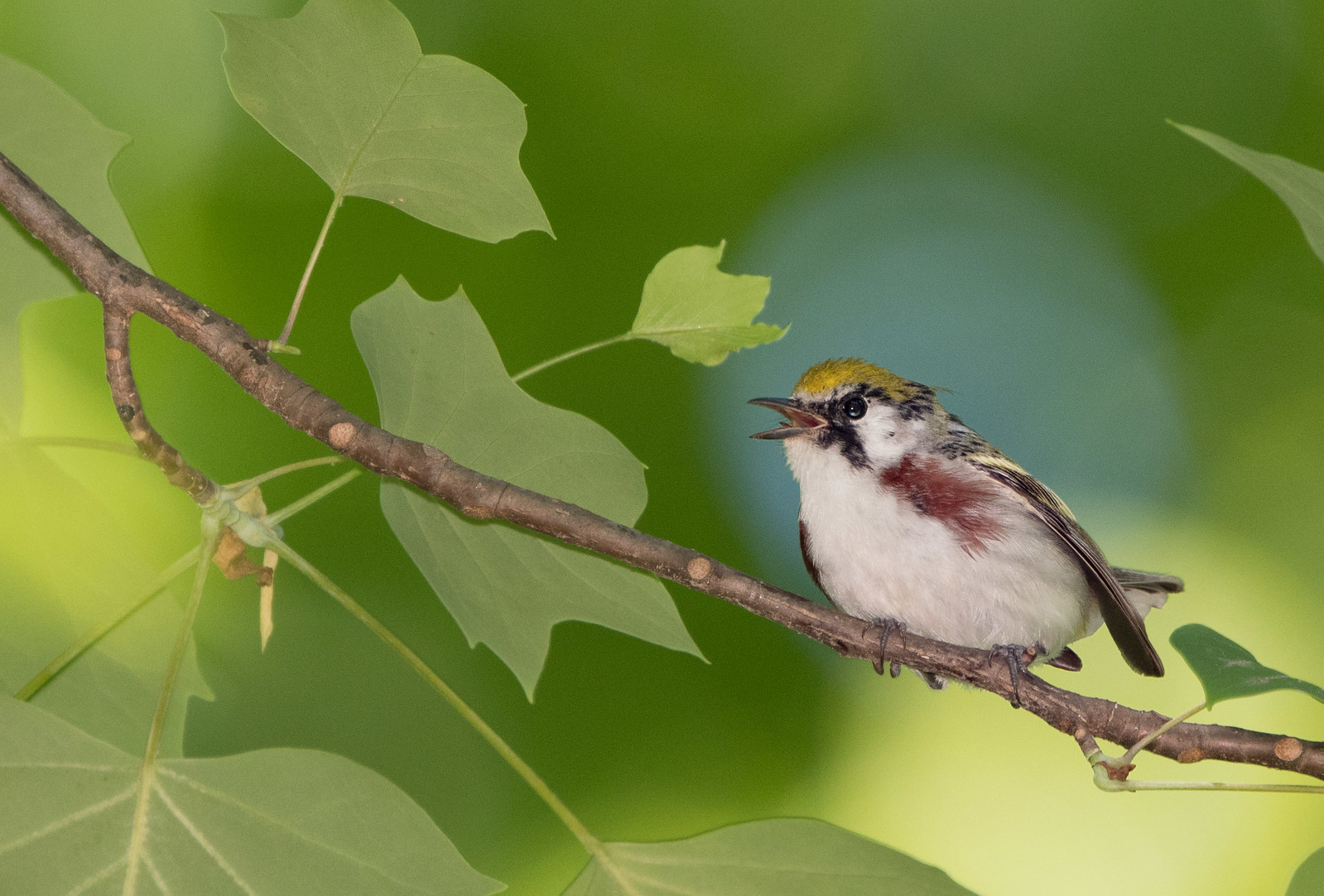 Chestnut-sided Warbler Male