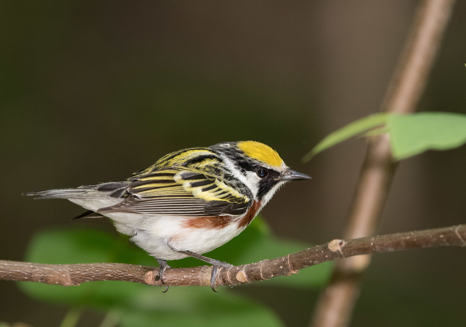 Chestnut-sided Warbler Male