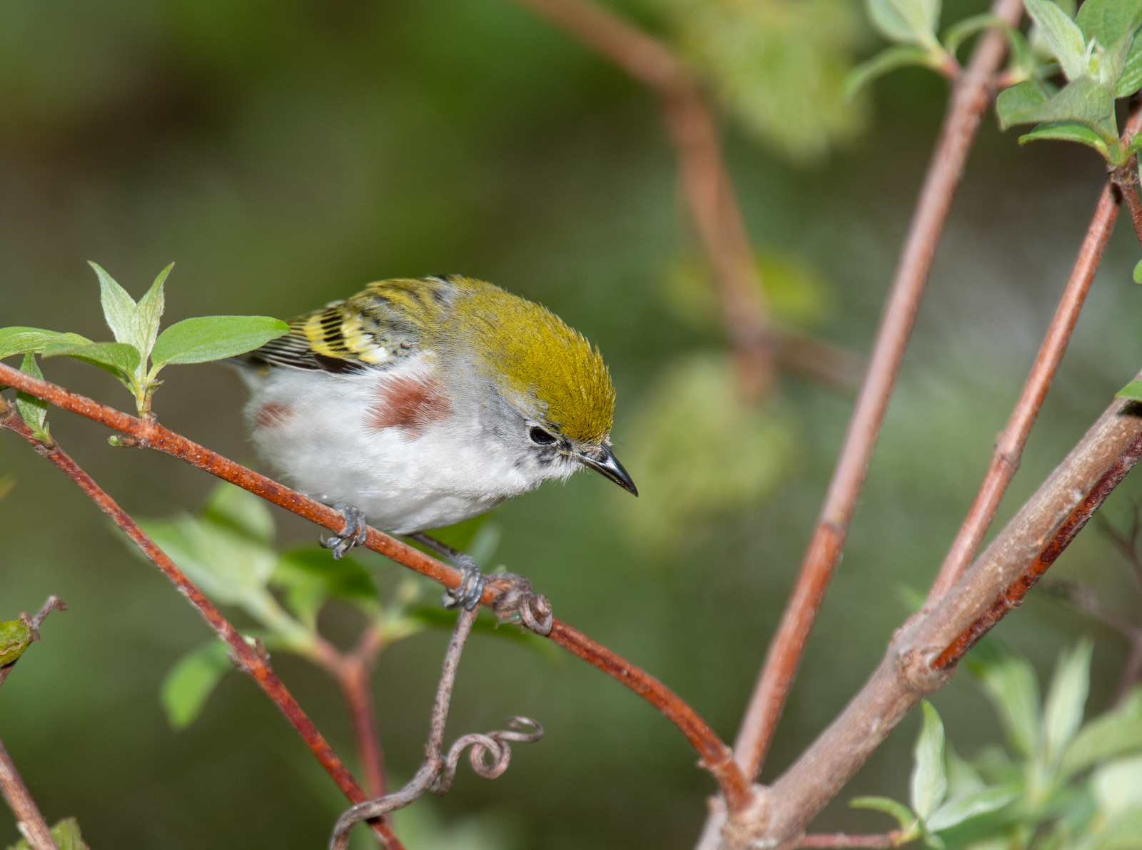 Chestnut-sided Warbler Female