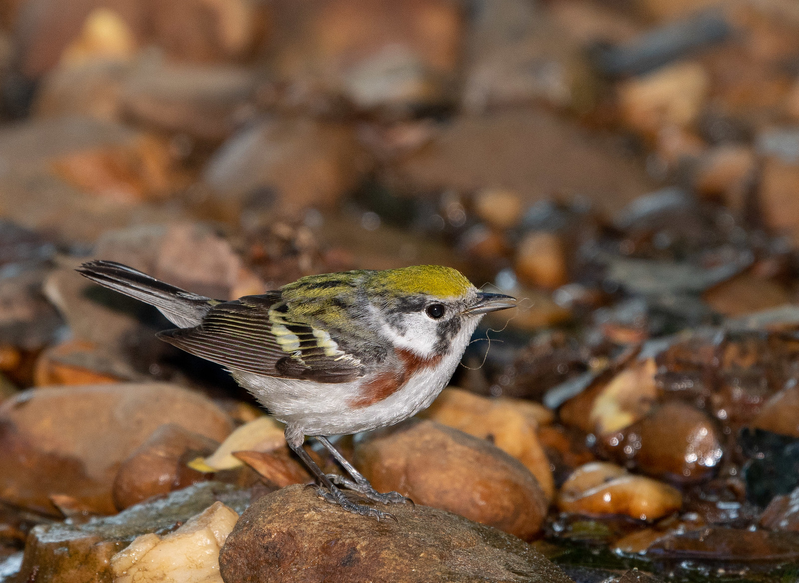 Chestnut-sided Warbler Female