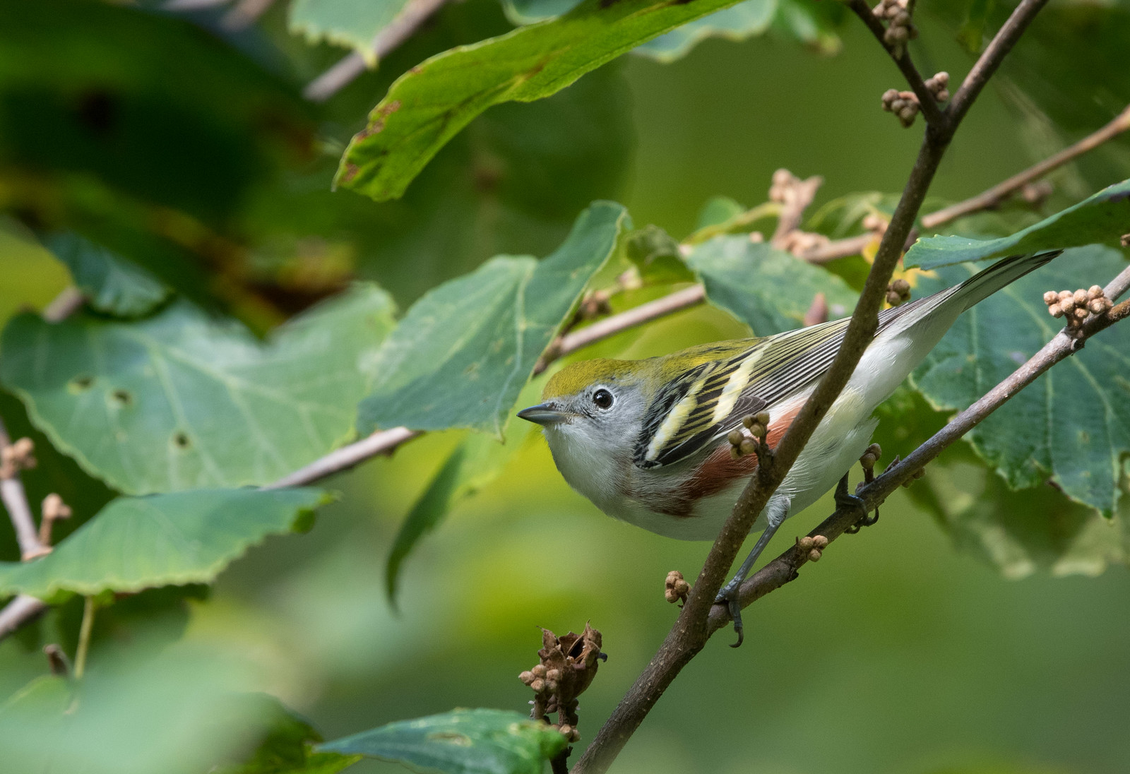 Chestnut-sided Warbler Female