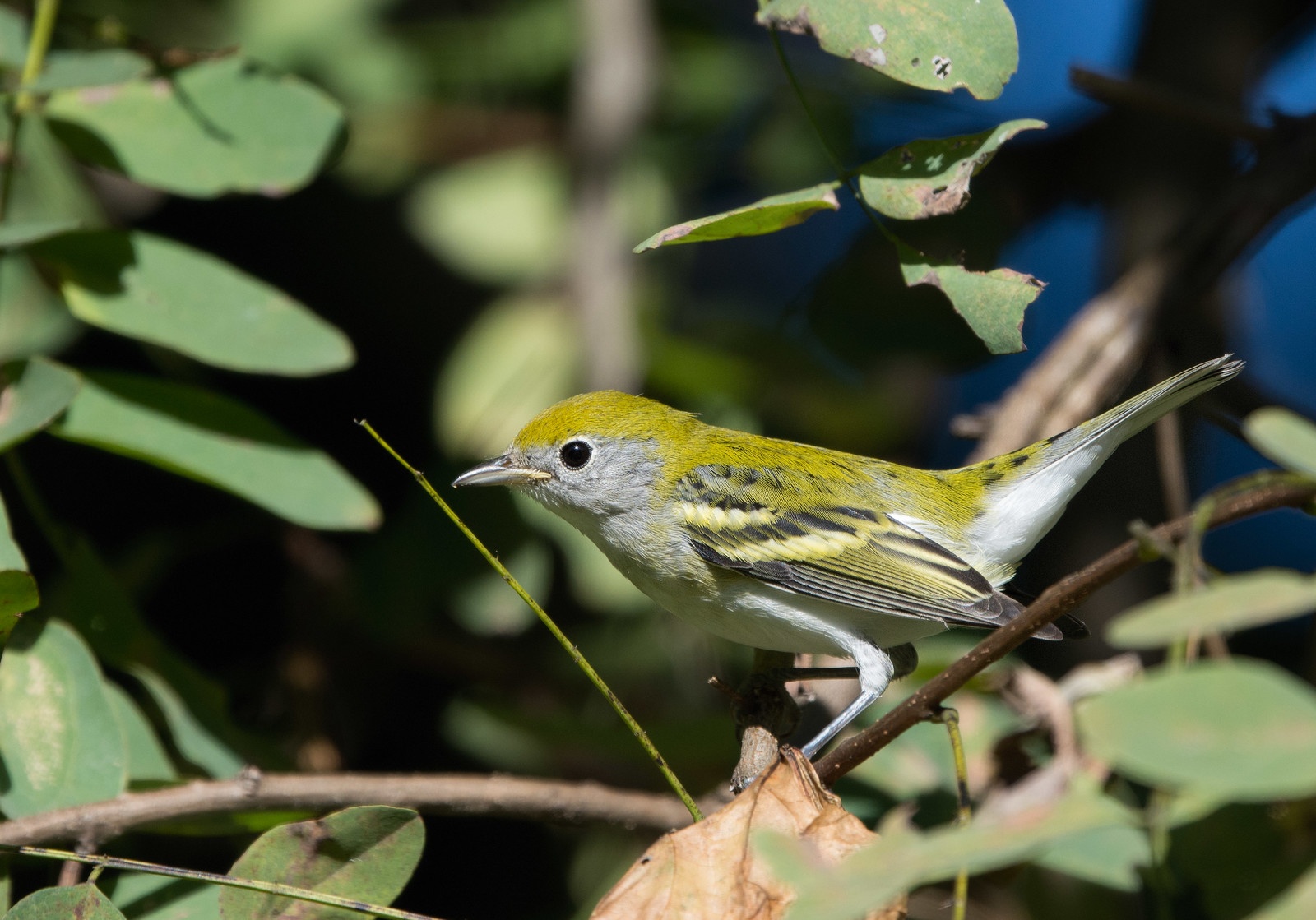 Chestnut-sided Warbler Female