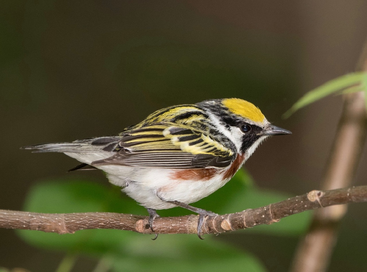 Chestnut-sided Warbler