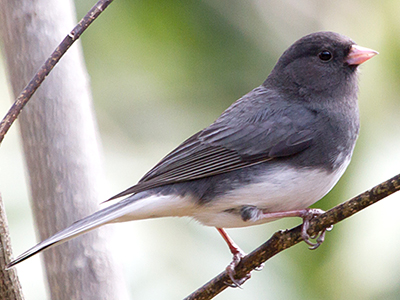 Dark-eyed Junco