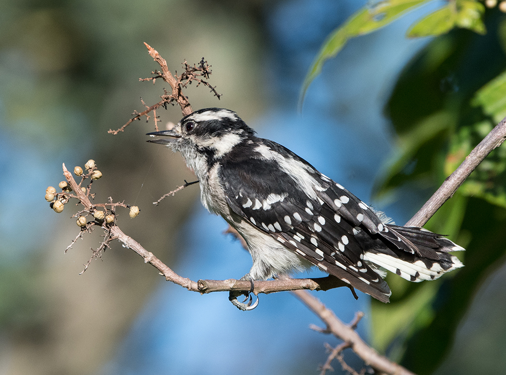 Downy Woodpecker Female