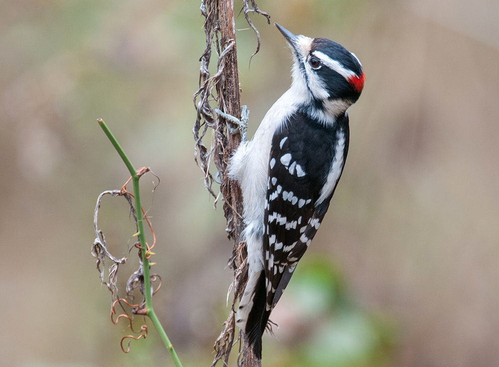 Downy Woodpecker Male