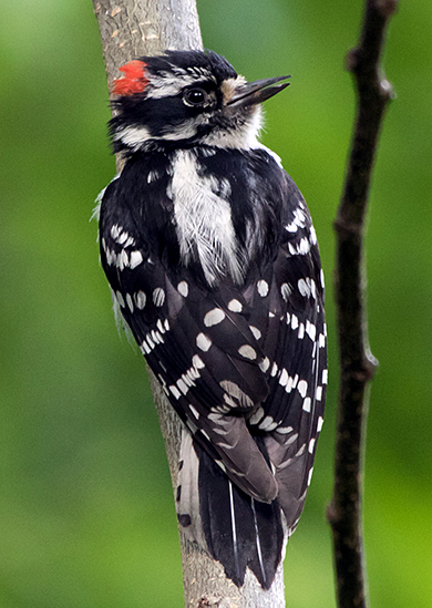 Downy Woodpecker Male