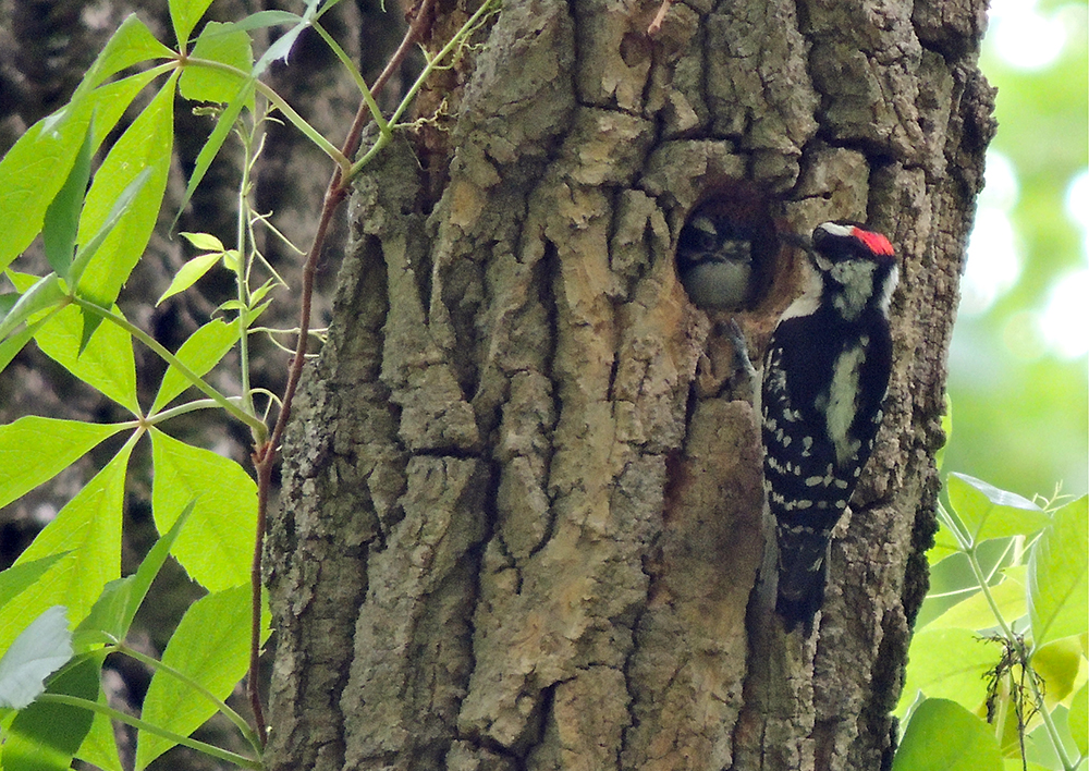 Downy Woodpecker Nest