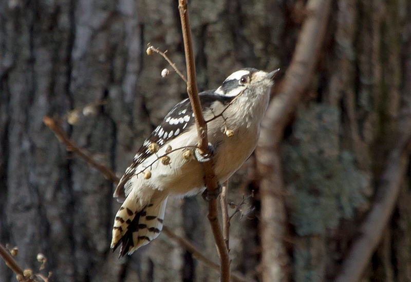 Downy Woodpecker Female