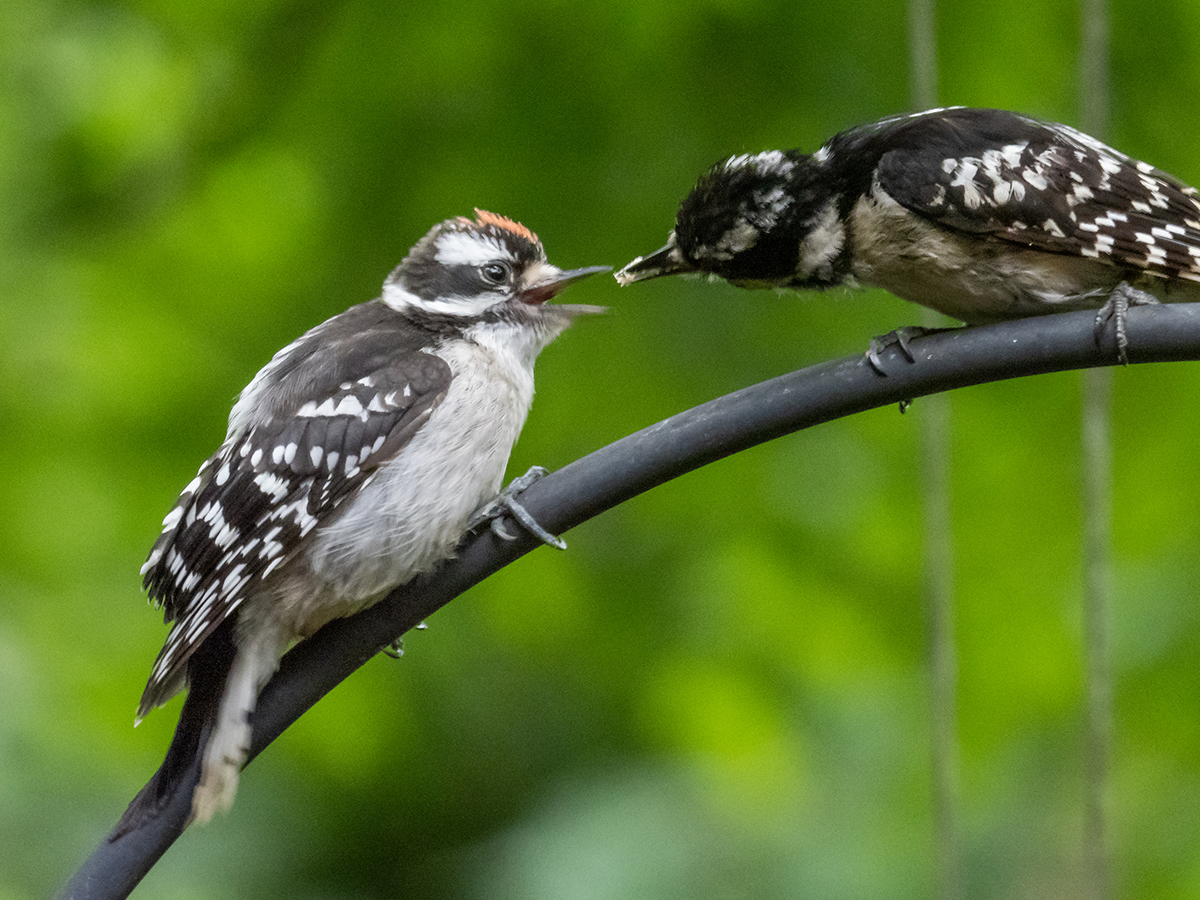 Adult Female Downy Feeding Juvenile Male Downy