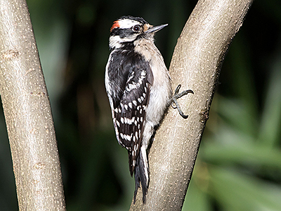 Downy Woodpecker