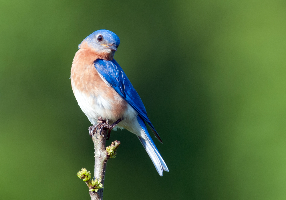 Eastern Bluebird Male