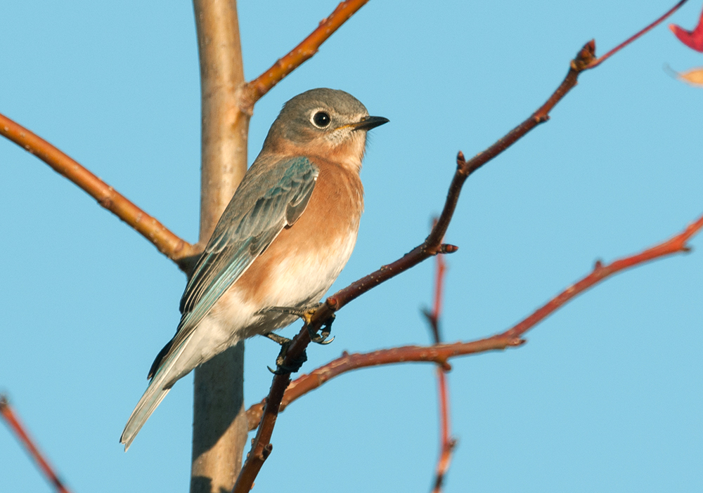 Eastern Bluebird Female