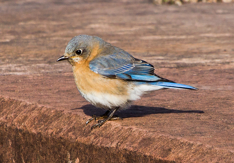 Eastern Bluebird Female