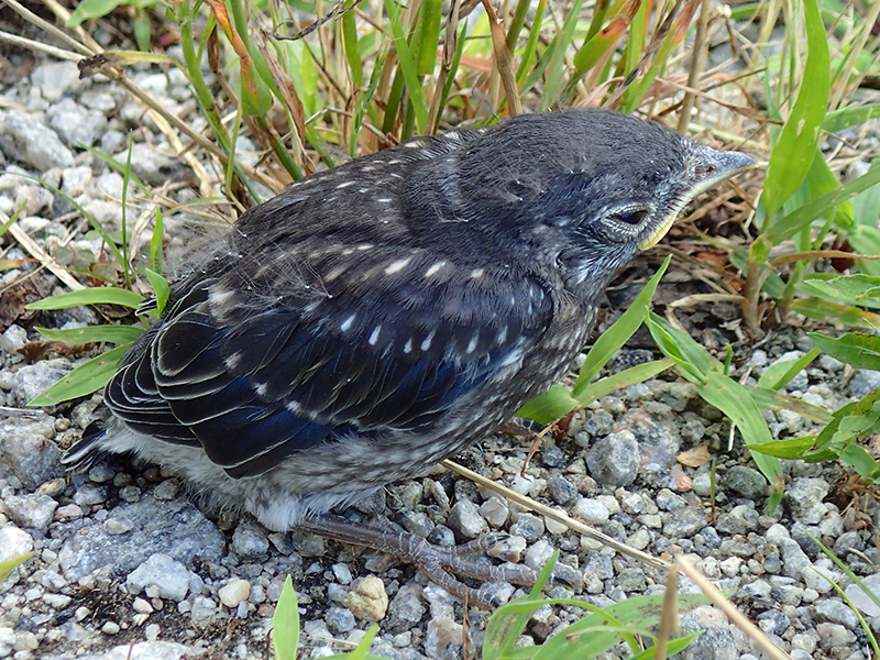 Eastern Bluebird Juvenile