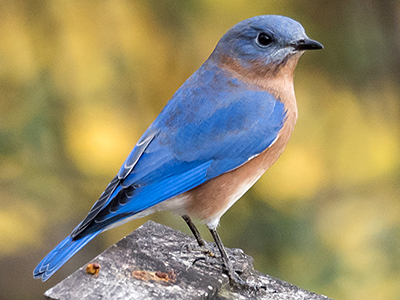 Eastern Bluebird