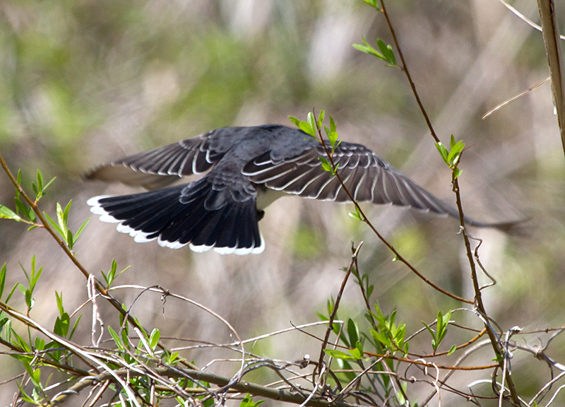 Eastern Kingbird Showing Terminal Tail Band