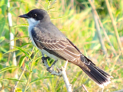 Eastern Kingbird