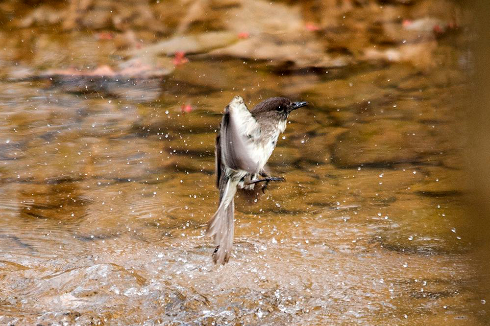 Eastern Phoebe