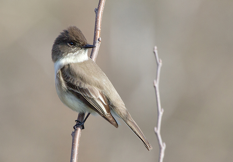 Eastern Phoebe