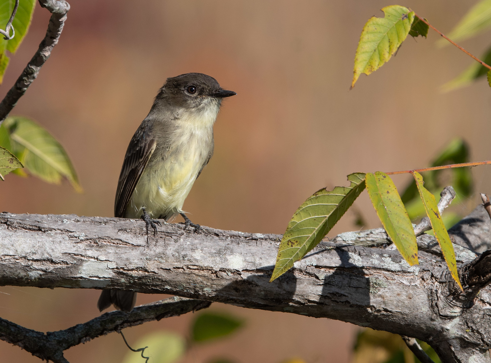 Eastern Phoebe