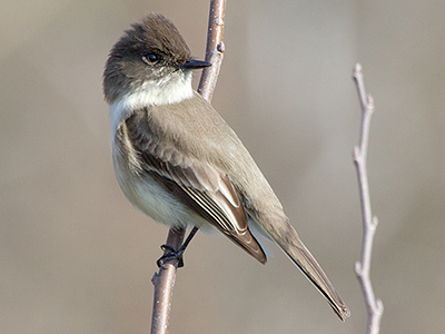 Eastern Phoebe