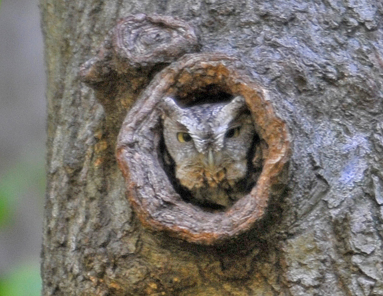 Eastern Screech-Owl