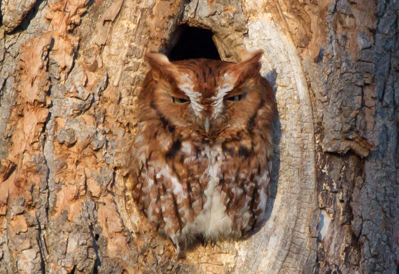 Eastern Screech-Owl