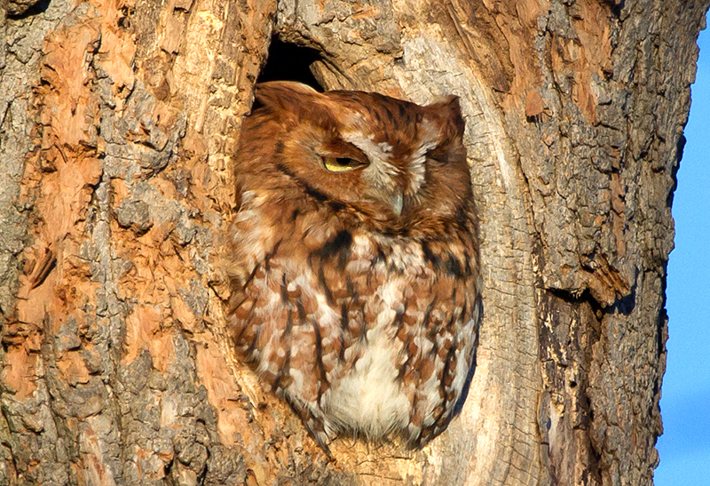 Eastern Screech-Owl