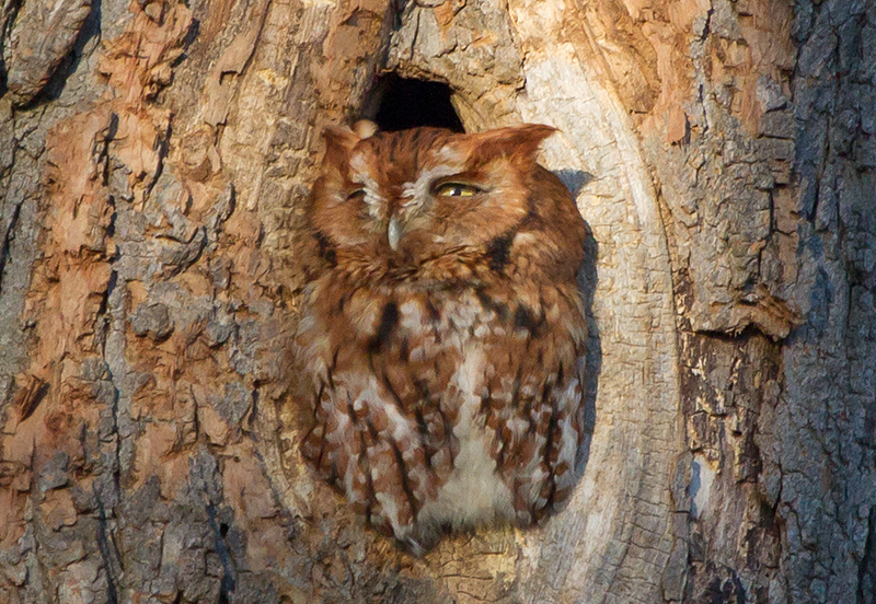 Eastern Screech-Owl