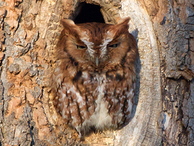 Eastern Screech Owl