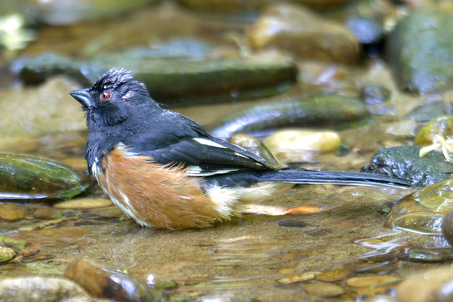 Eastern Towhee Male