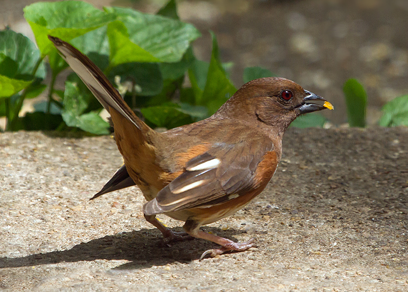 Eastern Towhee Female