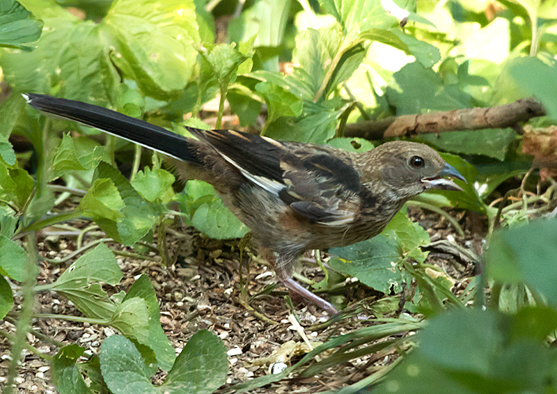 Juvenile Eastern Towhee Male