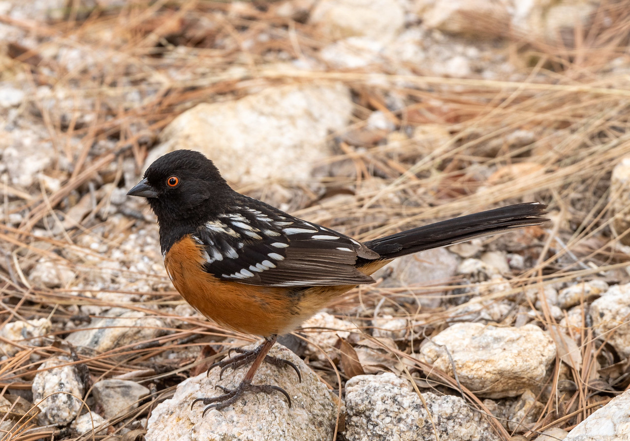 Spotted Towhee