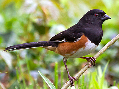 Eastern Towhee