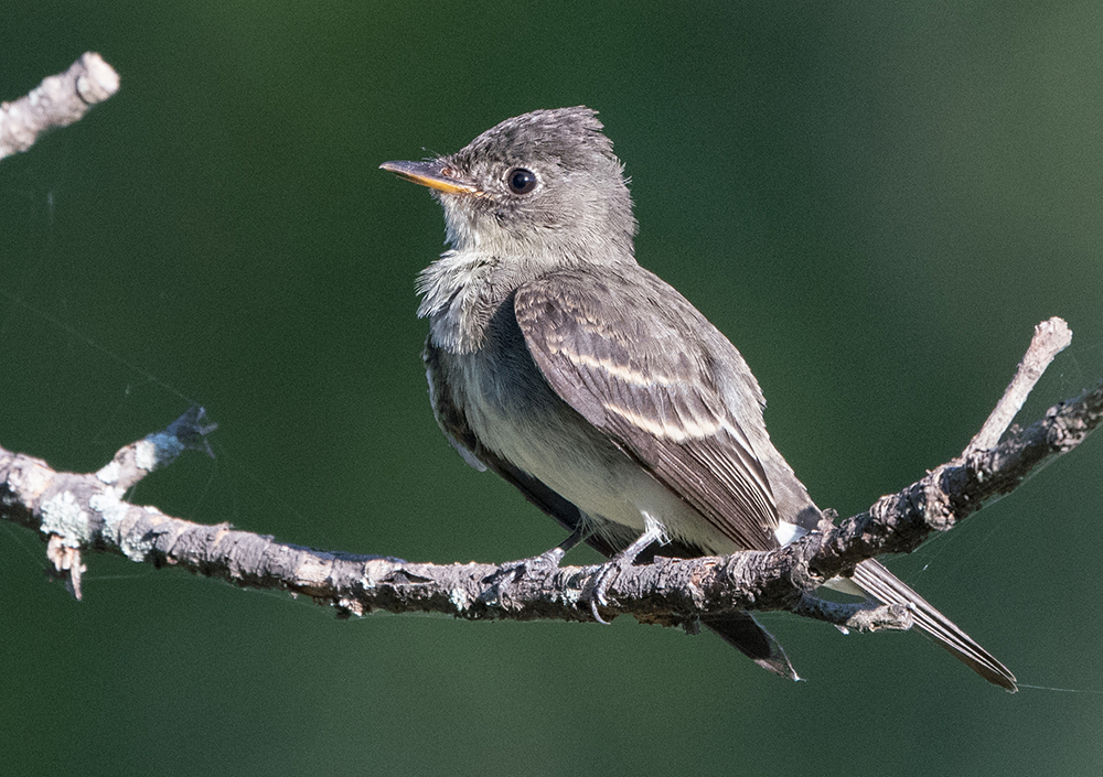 Eastern Wood-Pewee