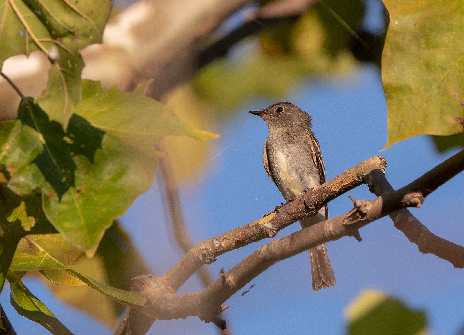 Eastern Wood-Pewee