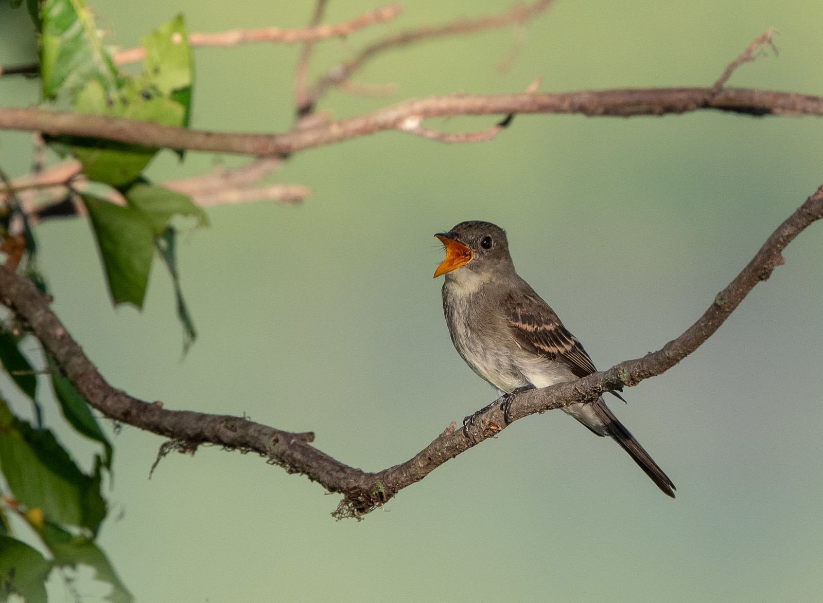 Eastern Wood-Pewee