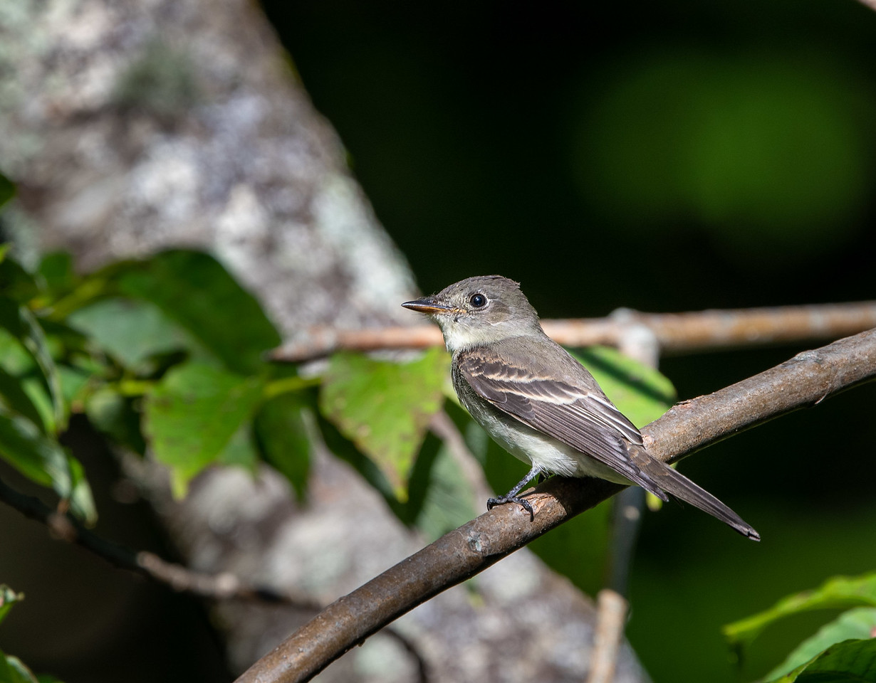 Eastern Wood-Pewee